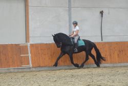 AMAZING AND ENERGETIC FRIESIANT HORSE FOR SALE..THIS