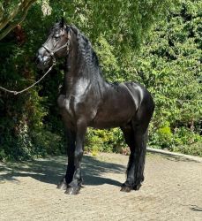 Magnificent 16.22 Black Friesian Gelding Horse ready to go