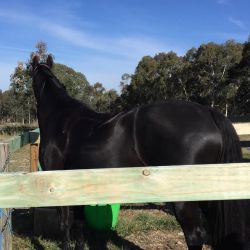Stunning 16.22 Black Friesian Gelding Horse Ready