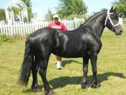 Adorable Friesian Mare