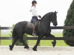 Seven Years Old Friesian