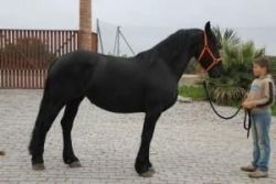 Energetic Friesian Horse For Adoption