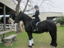Cute Young Energetic Friesian Horse For Adoption.
