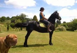 Super friesian gelding horse for sale