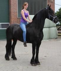 extremely beautiful and very big Frisian gelding.