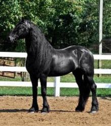 Great Friesian Hores Available To Go Now