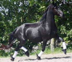 Stunning 6 Yrs Old Friesian Gelding And Mare Horse