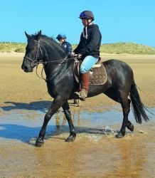 Beautifully Bred Friesian Kfps Mare For Sale