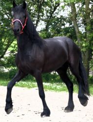 Mare Friesian Horse for sale