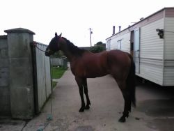 Amasing Horse for sale