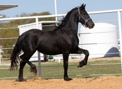 Smarted 7 Years Old Friesian Gelding Horse