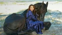 Friesian Horse for Sale