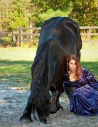 Energetic Friesian Horse for sale