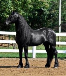 Outstanding Friesian Horse for A New Owner