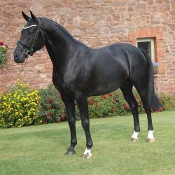 Friesian stallion horse for sale.