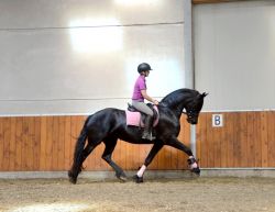 friesian horse for sale