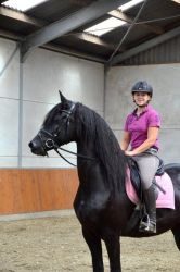 friesian horse for sale
