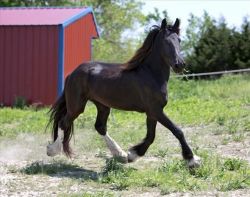 Beautiful Friesian Horses For Adoption