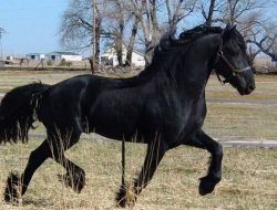 Fantastic black beautyFriesian Horse For Sale!!