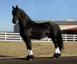 Imported Friesian horses for sale!