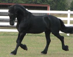3rd Level IMPORTED Friesian Gelding Horse for Sale