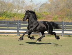 3rd Level IMPORTED Friesian Gelding Friesian Horse for Sale