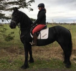 Standing 16.2 hh friesian gelding with long mane