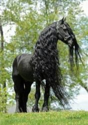 Friesian mare, stallion and gelding available
