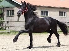 beautiful Friesian horse