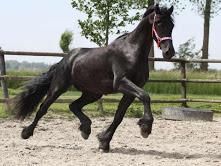 Registered friesian sport horse