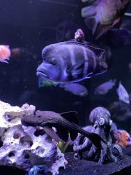 Large Frontosa cichild fish