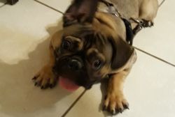 Frenchie Pug 7 months old