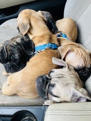 French Pugs Looking for a Loving home
