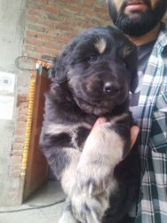 Gaddi pup for sale