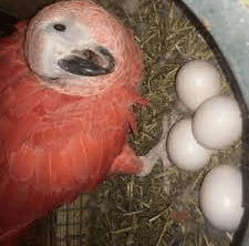 hatching parrot eggs