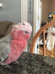 Beautiful rose breasted cockatoo