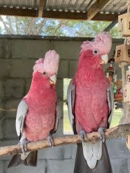 SOLD Rosebreasted Cockatoos
