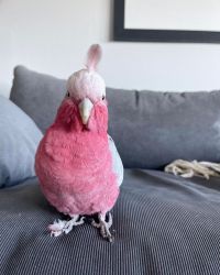 Galah Cockatoo Parrot