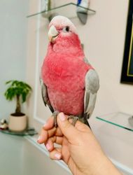 Beautiful Glah Cockatoo for sale