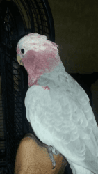 Baby Galah Cockatoos