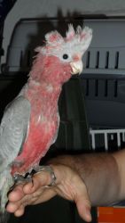 and Reared Cockatoo Galahs For Sale