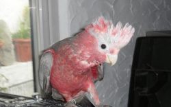 Best Galah - Rose Breasted Cockatoo Parrots