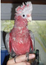 Talking Galah - Rose Breasted Cockatoo Parrots