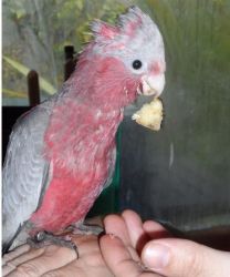 Galah - Rose Breasted Cockatoo Parrots