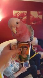 Galah Cockatoo Parrot 4 Sale