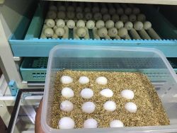 Healthful and fertile parrot eggs