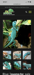 Small female blue iguana