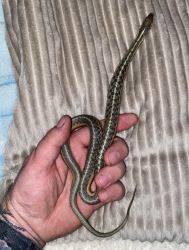 Common garter snake, female