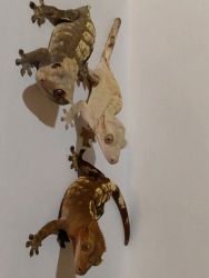 3 Crested Geckos with tank, stand, vines, ect.