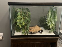 GECKO (Crested Gecko) 2 years old
